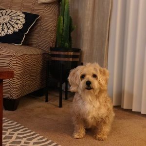 Meet your Posher, Roxanne